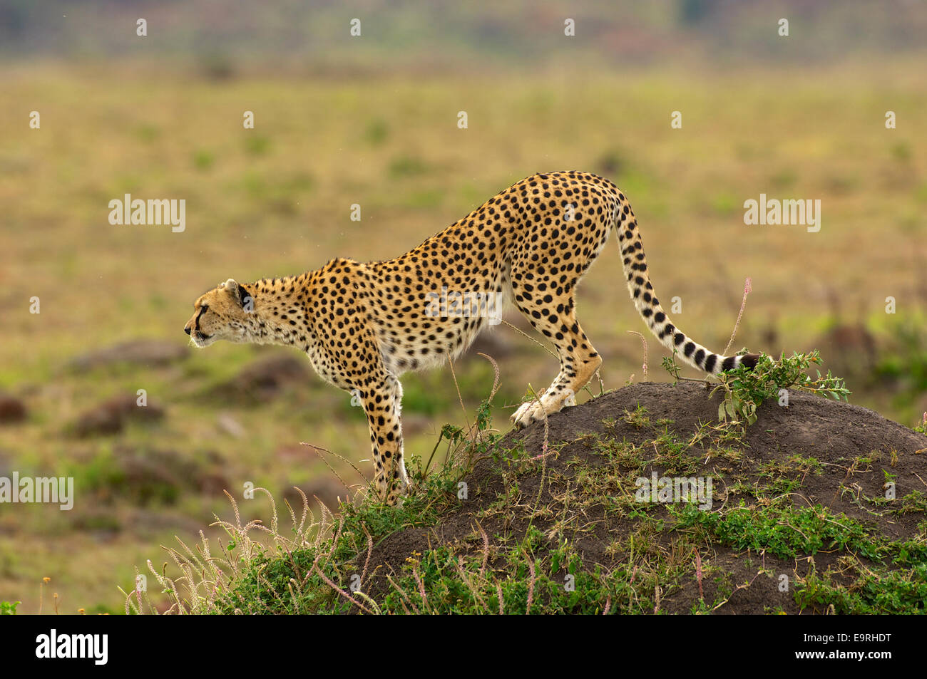 A cheetah in its prime, having identified a potential prey from a vantage point, ready to run, all muscles in tension. Stock Photo