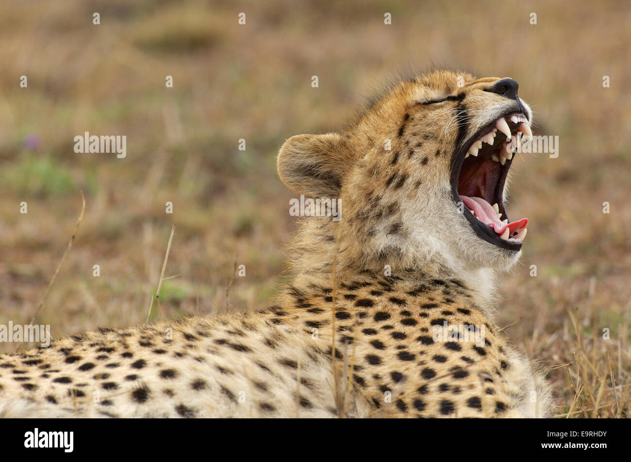 Cheetah (Acinonyx jubatus)  A very relaxed cheetah yawning.  Un guepardo relajado y feliz bostezando.  Kwara, Okavango, Botswana Stock Photo