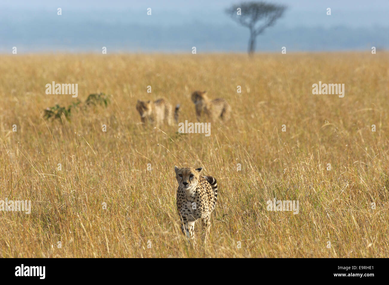 Cheetah (Acinonyx jubatus) A female and her two (already fairly large) cubs patrolling the long grass plains of the Mara. Stock Photo