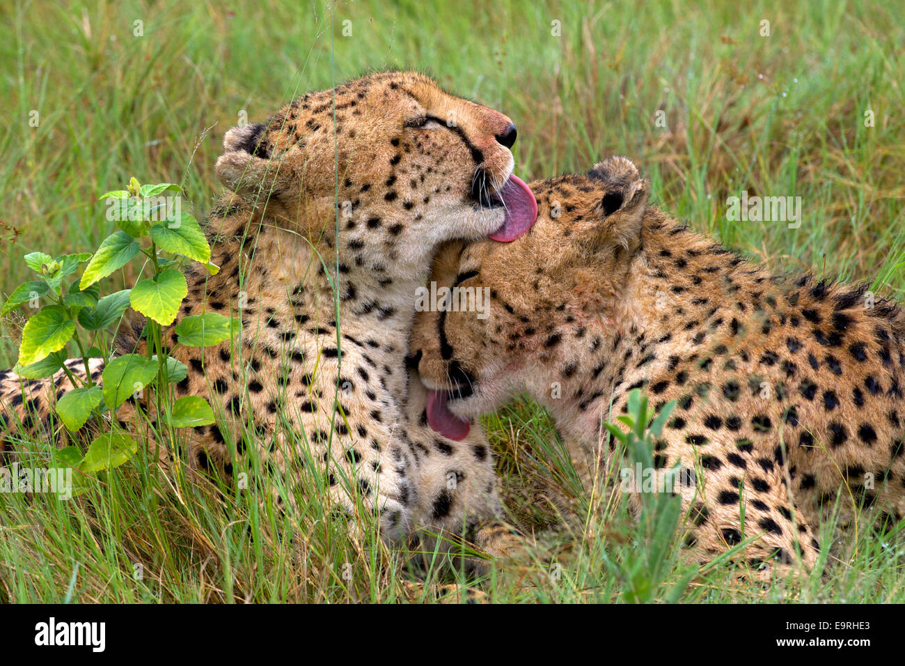 Cheetah (Acinonyx jubatus)  Two young cheetah brothers cleaning each other after having fed. Stock Photo