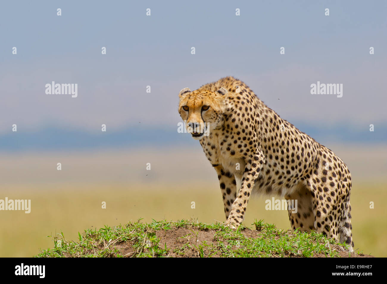 Cheetah (Acinonyx jubatus)   A cheetah climbing a termite mound. Termite mounds are favourite vantage points from which to obser Stock Photo