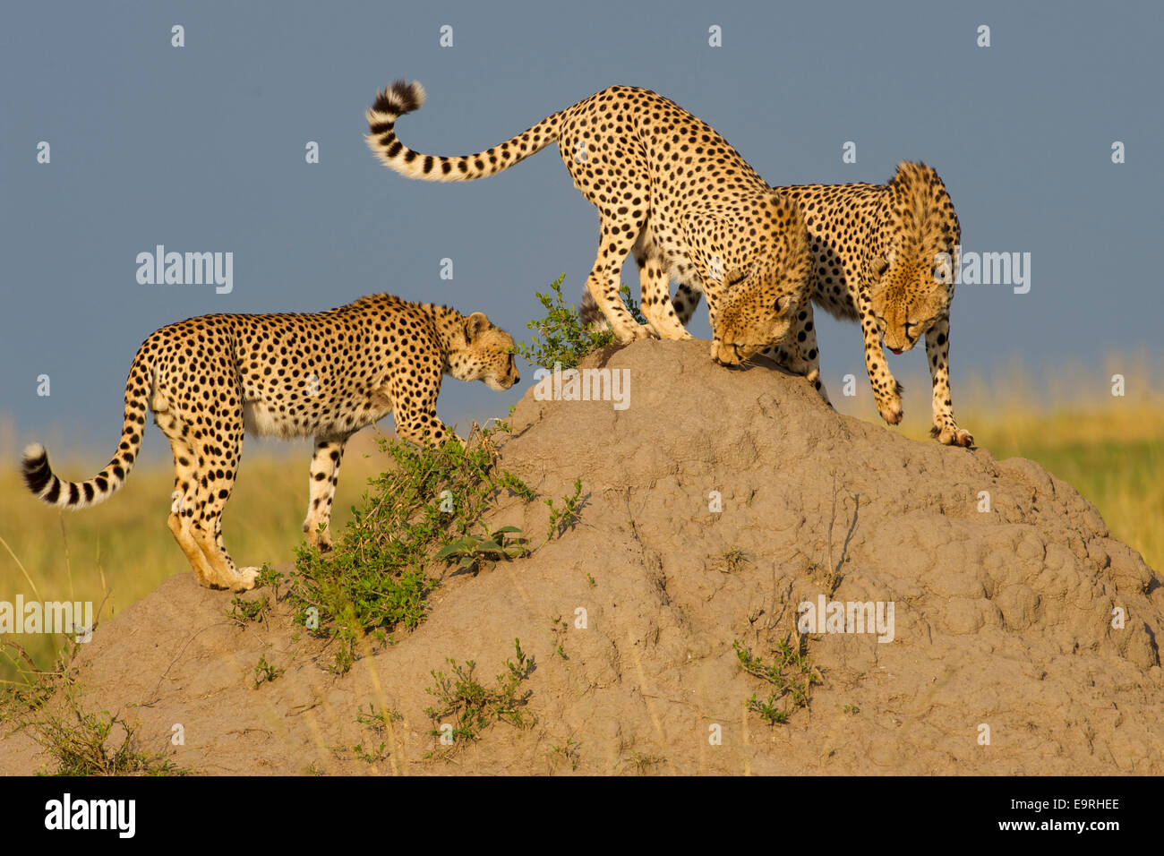 Cheetah (Acinonyx jubatus)  Coalition of three brothers checking out scent marks on a termite mound during their daily patrol. Stock Photo