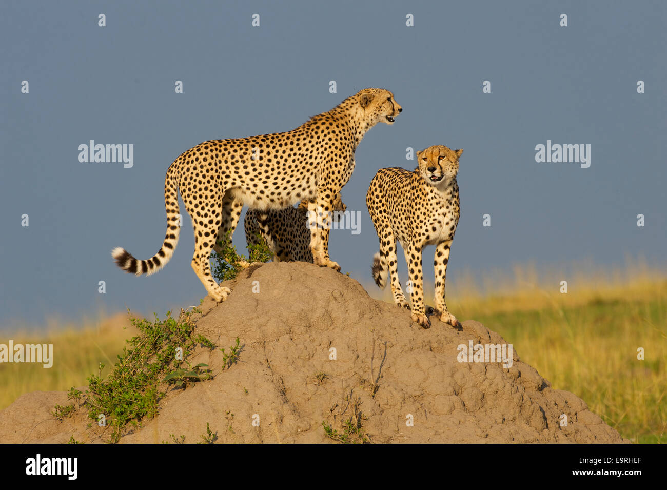 Cheetah (Acinonyx jubatus)  Coalition of three brothers checking out their territory from a termite mound during a daily patrol. Stock Photo