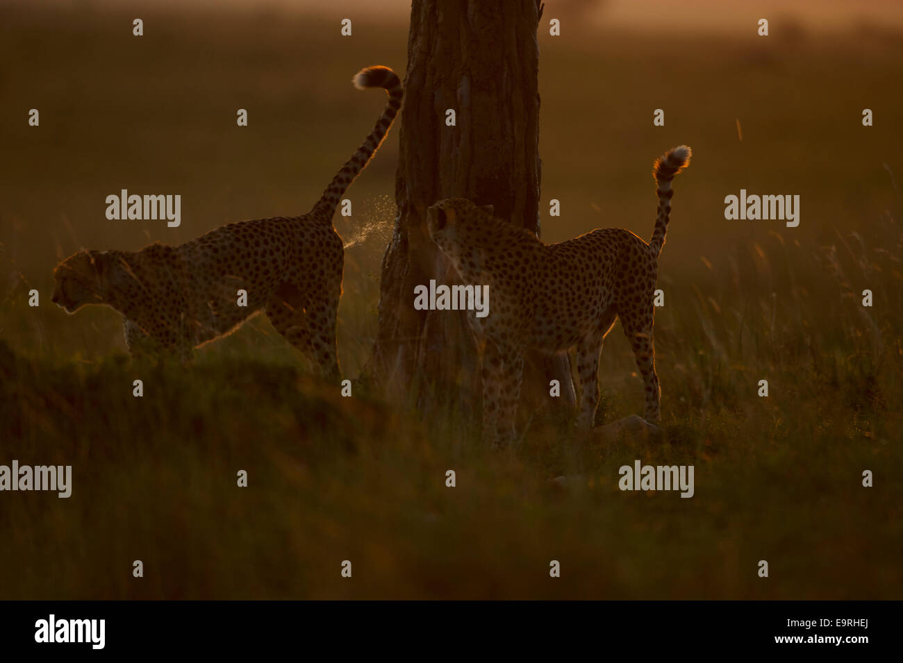 Cheetah (Acinonyx jubatus)   Two young brothers scent-marking their territory. Masai Mara, Kenya Stock Photo