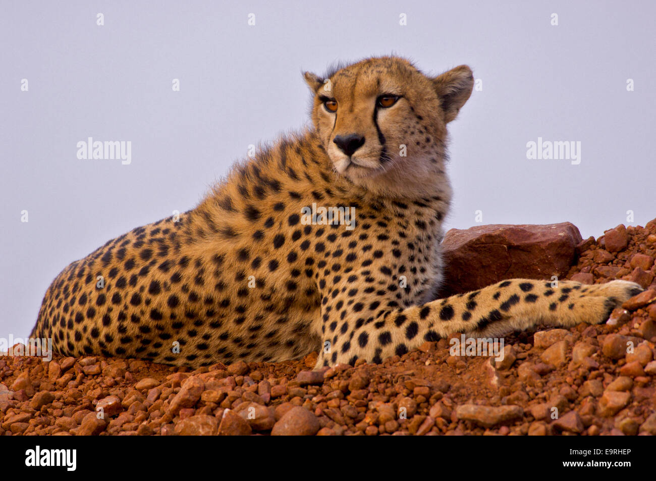 Cheetah (Acinonyx jubatus)   A superb portrait of a cheetah in its prime, lying on a mound, checking the horizon, in search of p Stock Photo