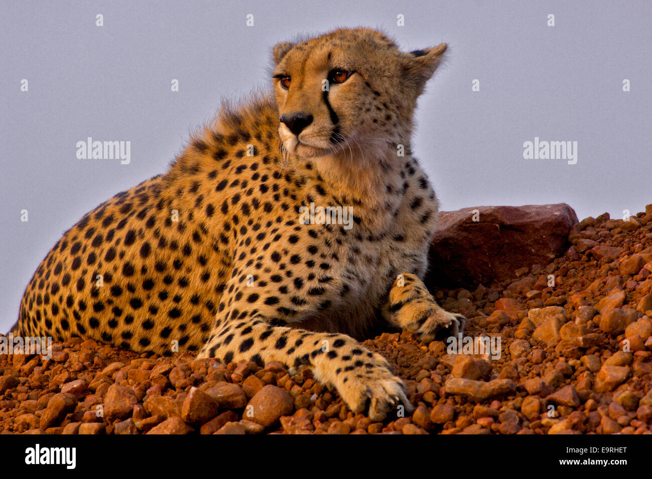 Cheetah (Acinonyx jubatus)   A superb portrait of a cheetah in its prime, lying on a mound, checking the horizon, in search of p Stock Photo