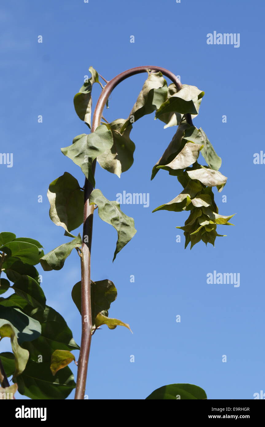 limp plant against blue sky Stock Photo - Alamy