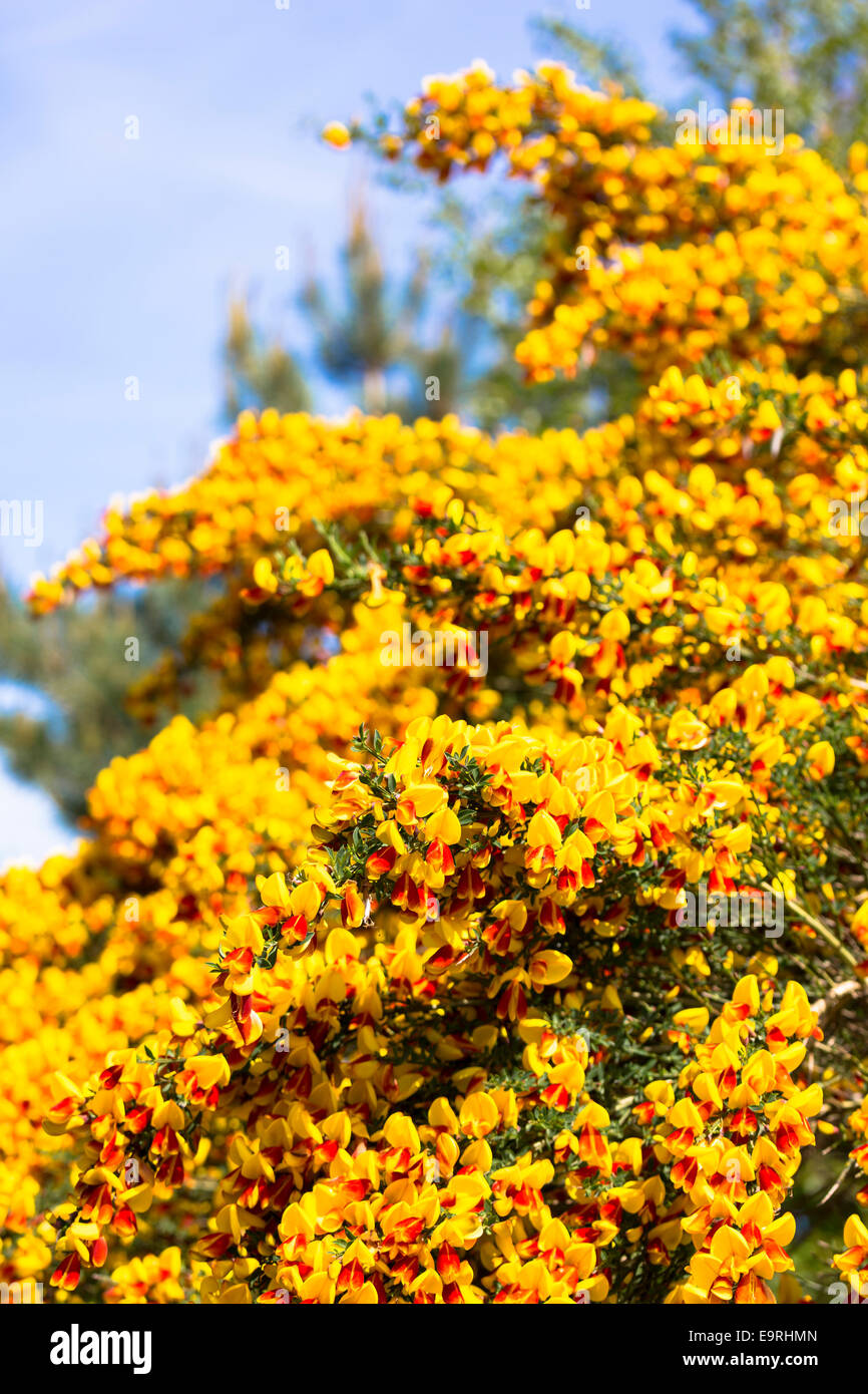 Yellow and red Common Broom - Cytisus scoparius - bushy shrub also known as Scots Broom, Beesom or Scotch Broom In the Scottish Stock Photo