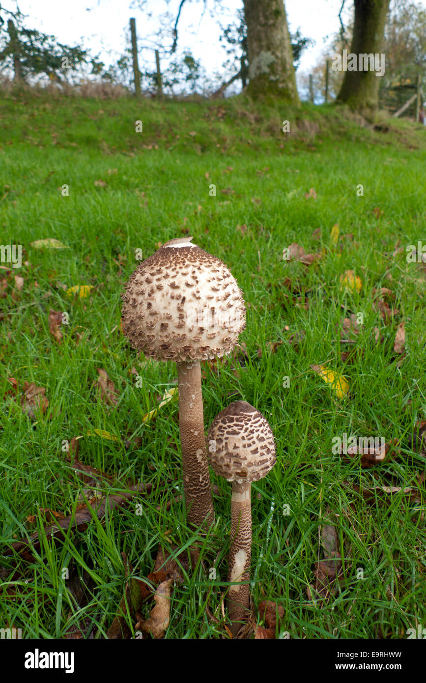 Carmarthenshire, Wales UK.  1st November 2014. A Parasol edible mushroom 'Macro Lepiota procera' grows in a grassy field on a mild autumn morning. The weather on the first day of November continues to be mild with a mixture of grey skies, sunny spells and occasional showers in rural Carmarthenshire Wales UK. Kathy deWitt/Alamy Live News Stock Photo