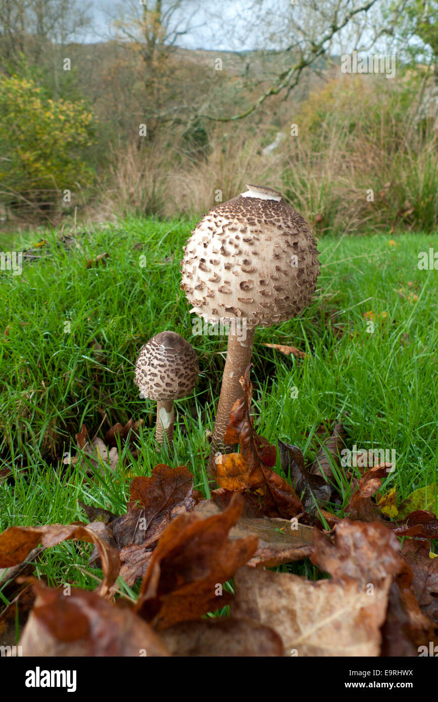 Carmarthenshire, Wales UK.  1st November 2014. A Parasol edible mushroom 'Macro Lepiota procera' grows in a grassy field on a mild autumn morning. The weather on the first day of November continues to be mild with a mixture of grey skies, sunny spells and occasional showers in rural Carmarthenshire Wales UK. Kathy deWitt/Alamy Live News Stock Photo