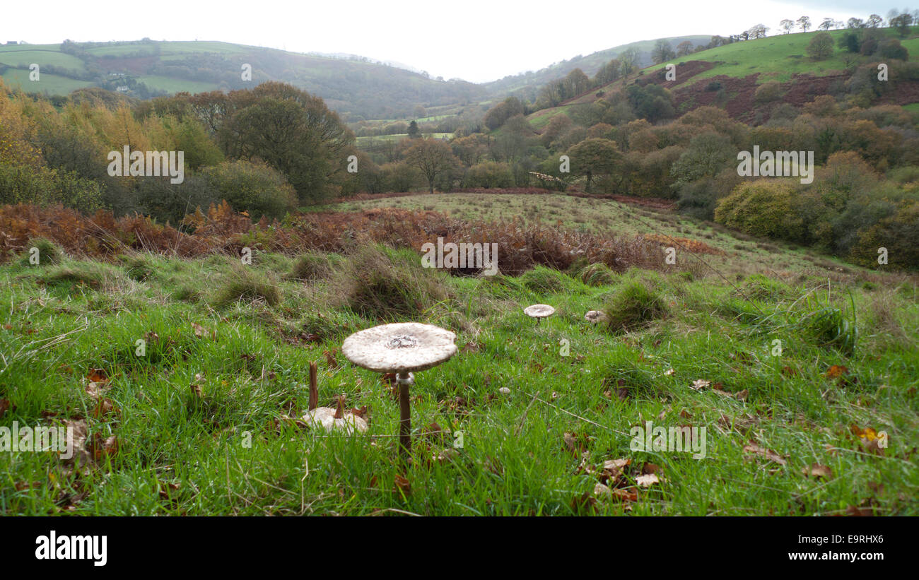 Carmarthenshire, Wales UK.  1st November 2014. A Parasol edible mushroom 'Macro Lepiota procera' grows in a grassy field on a mild autumn morning. The weather on the first day of November continues to be mild with a mixture of grey skies, sunny spells and occasional showers in rural Carmarthenshire Wales UK. Kathy deWitt/Alamy Live News Stock Photo