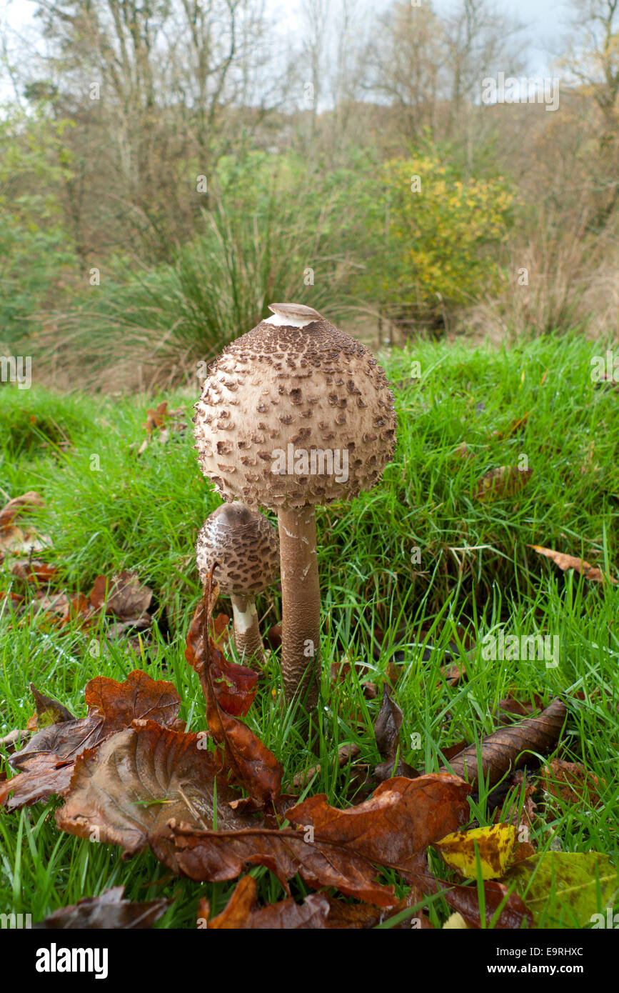 Carmarthenshire, Wales UK.  1st November 2014. A Parasol edible mushroom 'Macro Lepiota procera' grows in a grassy field on a mild autumn morning. The weather on the first day of November continues to be mild with a mixture of grey skies, sunny spells and occasional showers in rural Carmarthenshire Wales UK. Kathy deWitt/Alamy Live News Stock Photo