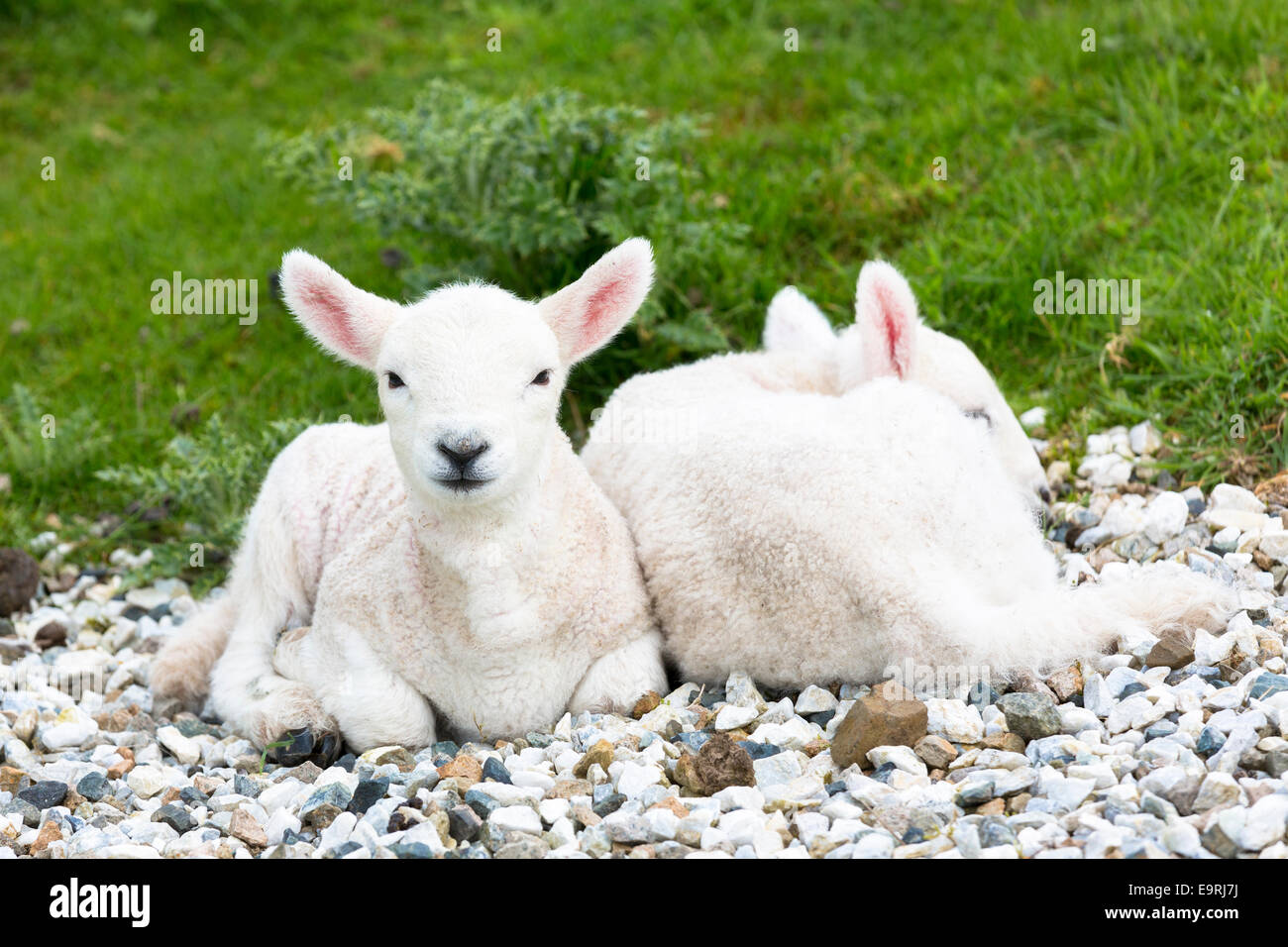 Lambs relaxing on warm pebbles, Isle of Skye, the Western Isles of SCOTLAND, UK Stock Photo