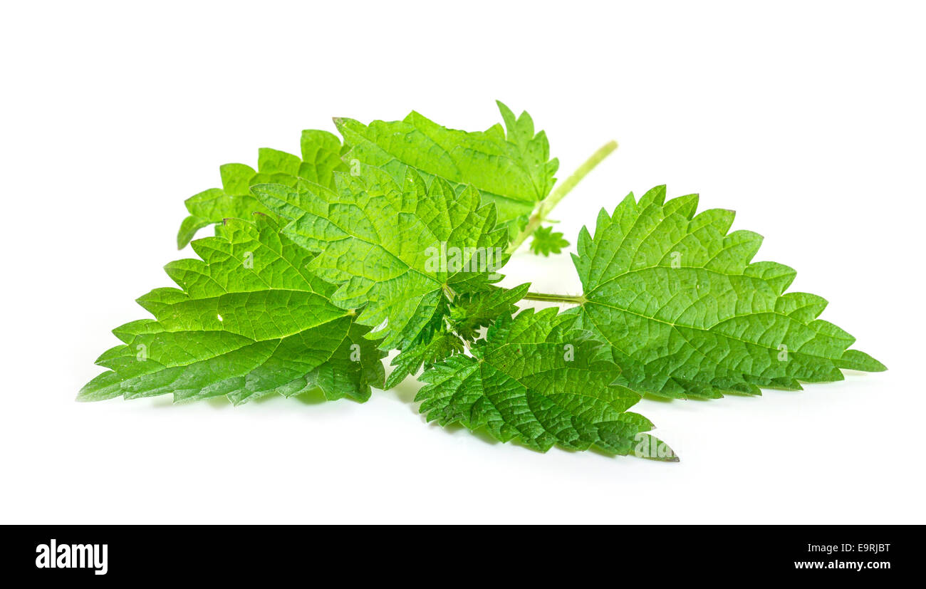 Fresh nettle leaves on white background Stock Photo Alamy