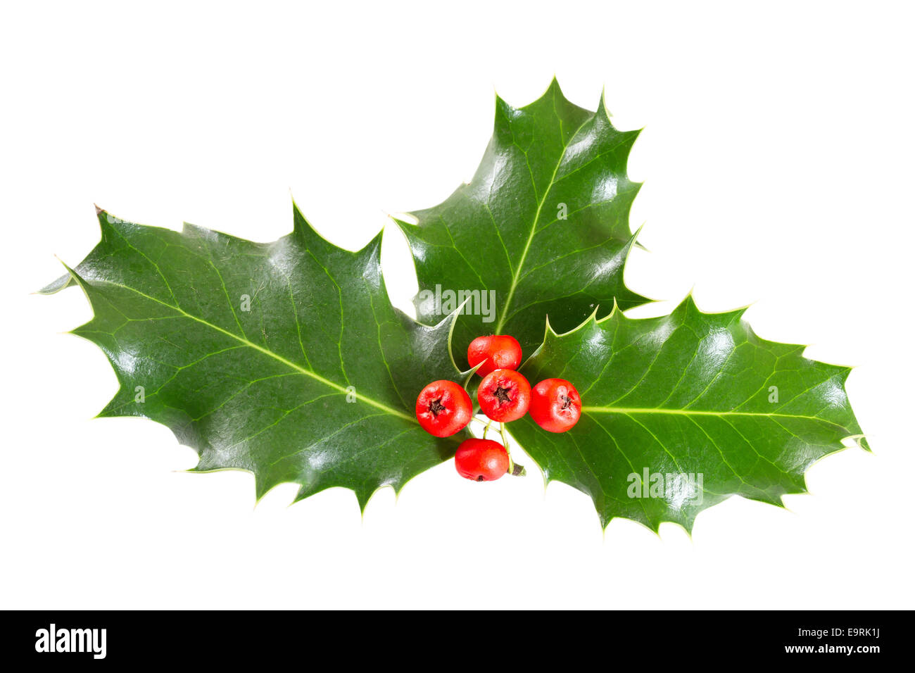 holly leaves and berries isolated on a white background Stock Photo - Alamy