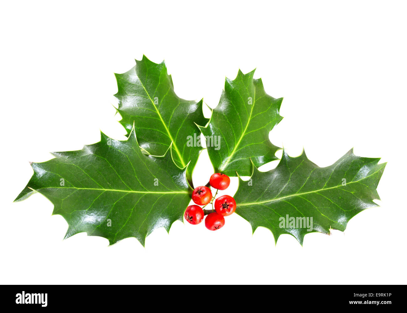 holly leaves and berries isolated on a white background Stock Photo - Alamy