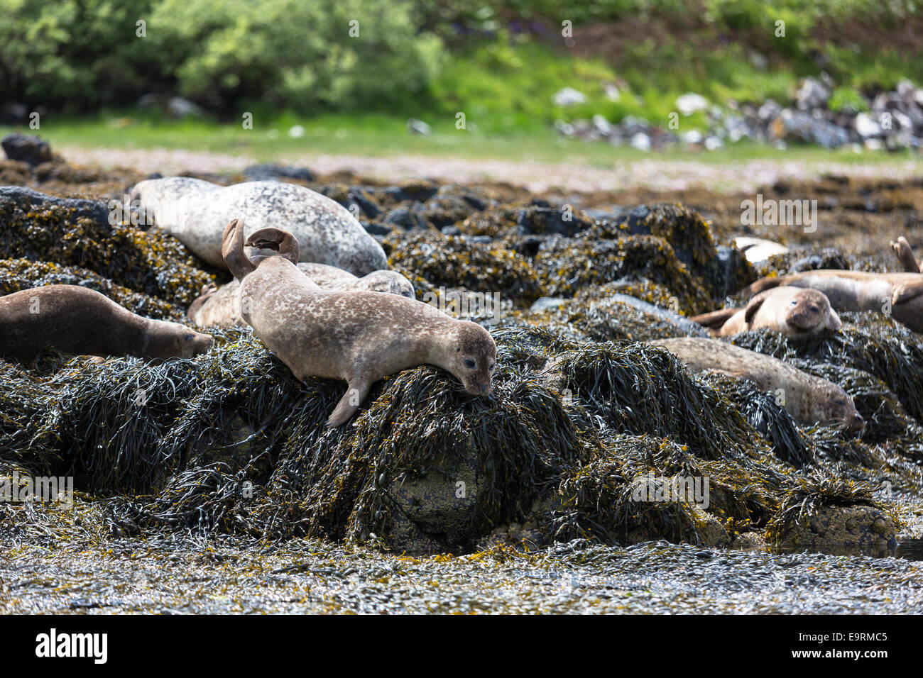 Common Seal or Harbour Seal, Phoca vitulina, colony of adults and juveniles basking on rocks and seaweed by Dunvegan Loch, Isle Stock Photo