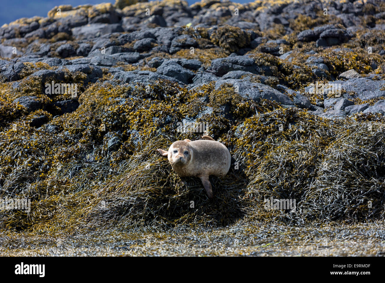 Common Seal or Harbour Seal, Phoca vitulina, adult basking on rocks and seaweed by Dunvegan Loch, Isle of Skye, Western SCOTLAND Stock Photo