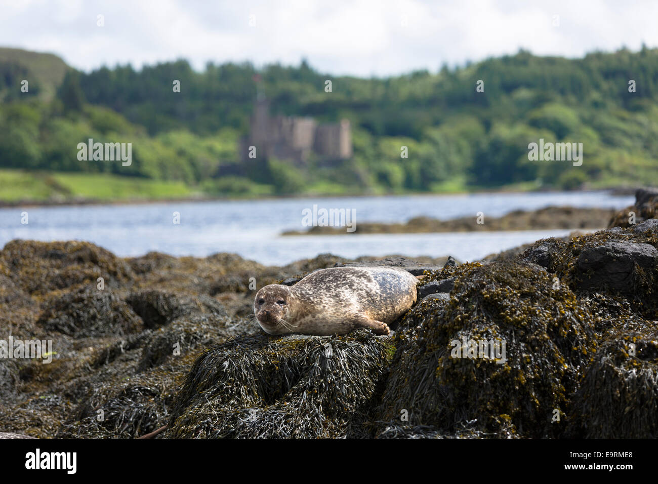 Dunvegan castle hires stock photography and images Alamy
