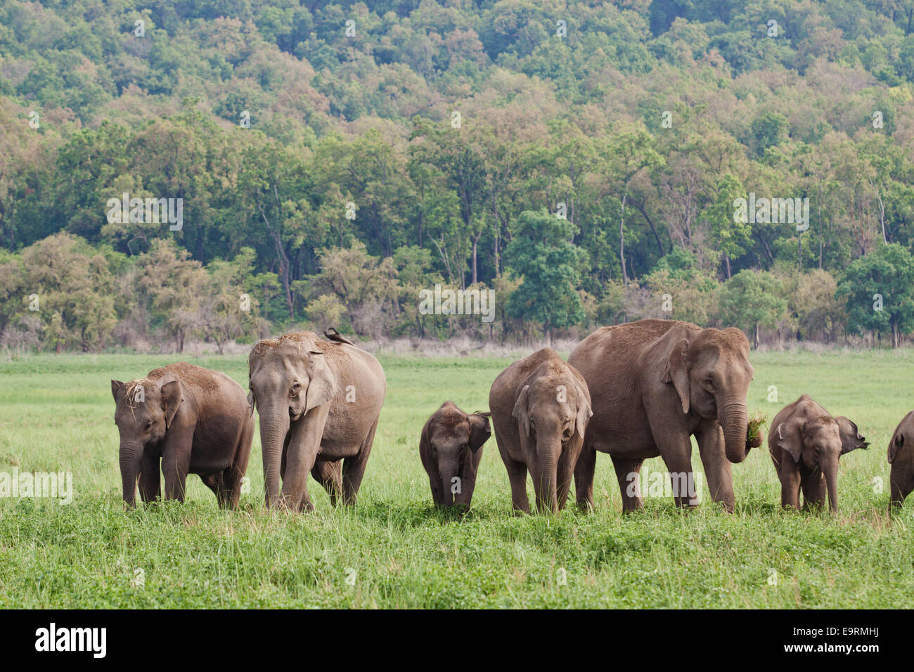 Indian Elephant herd in the Dhikala grasslands, Corbett National Park, India. Stock Photo