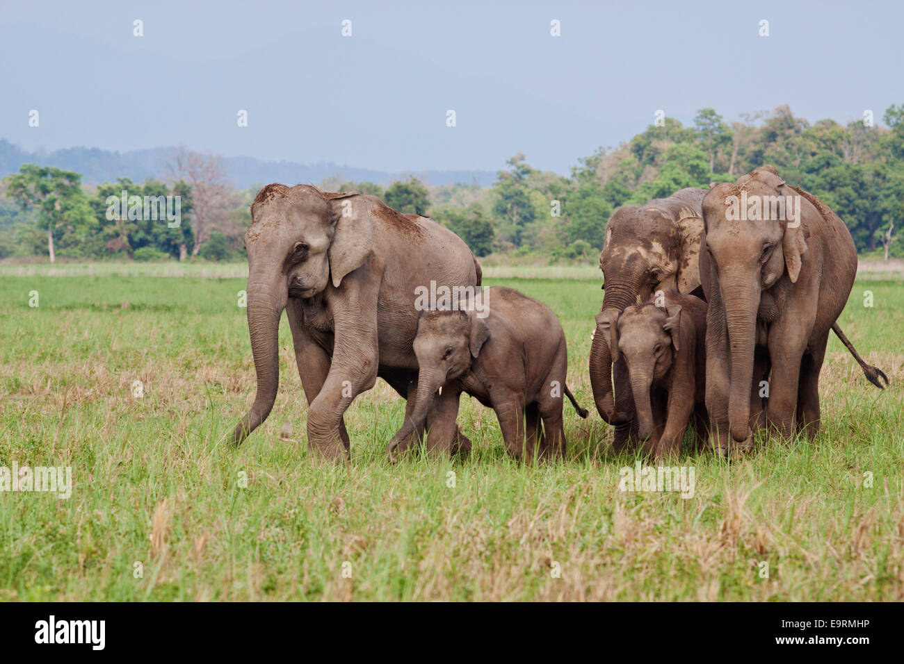 Herd of Indian Elephants on the move, Corbett National Park, India. Stock Photo