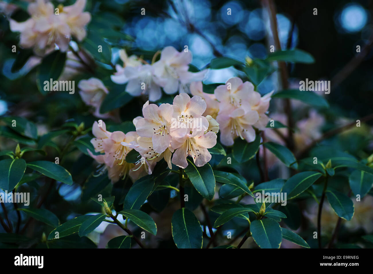 Light pink rhododendron bush. Stock Photo