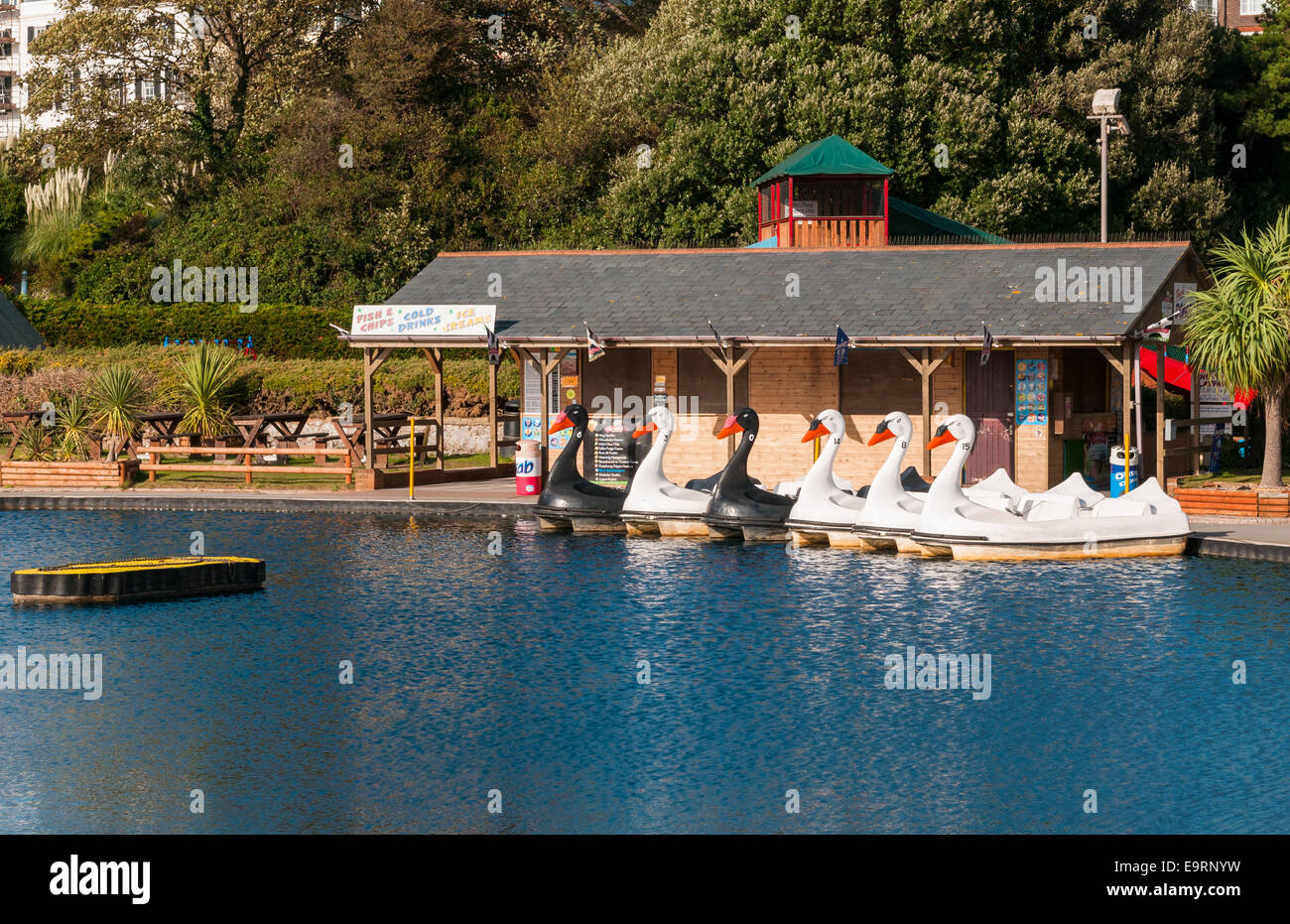 A boating lake on Exmouth sea front. The boats are shaped like swans and all numbered. Stock Photo