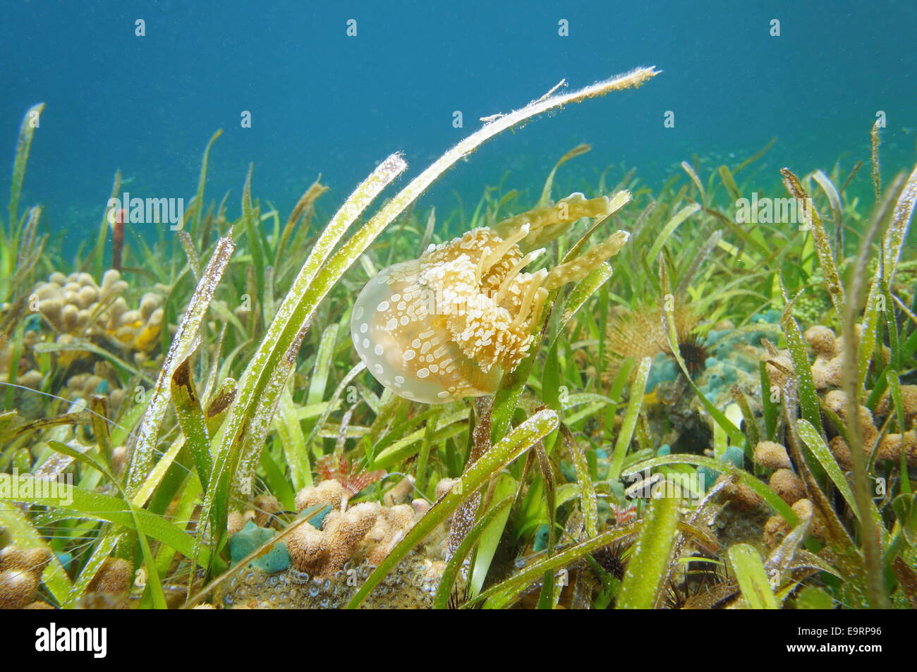 Golden medusa, Mastigias jellyfish, swims above seabed with seagrass and coral, Caribbean sea, Panama Stock Photo