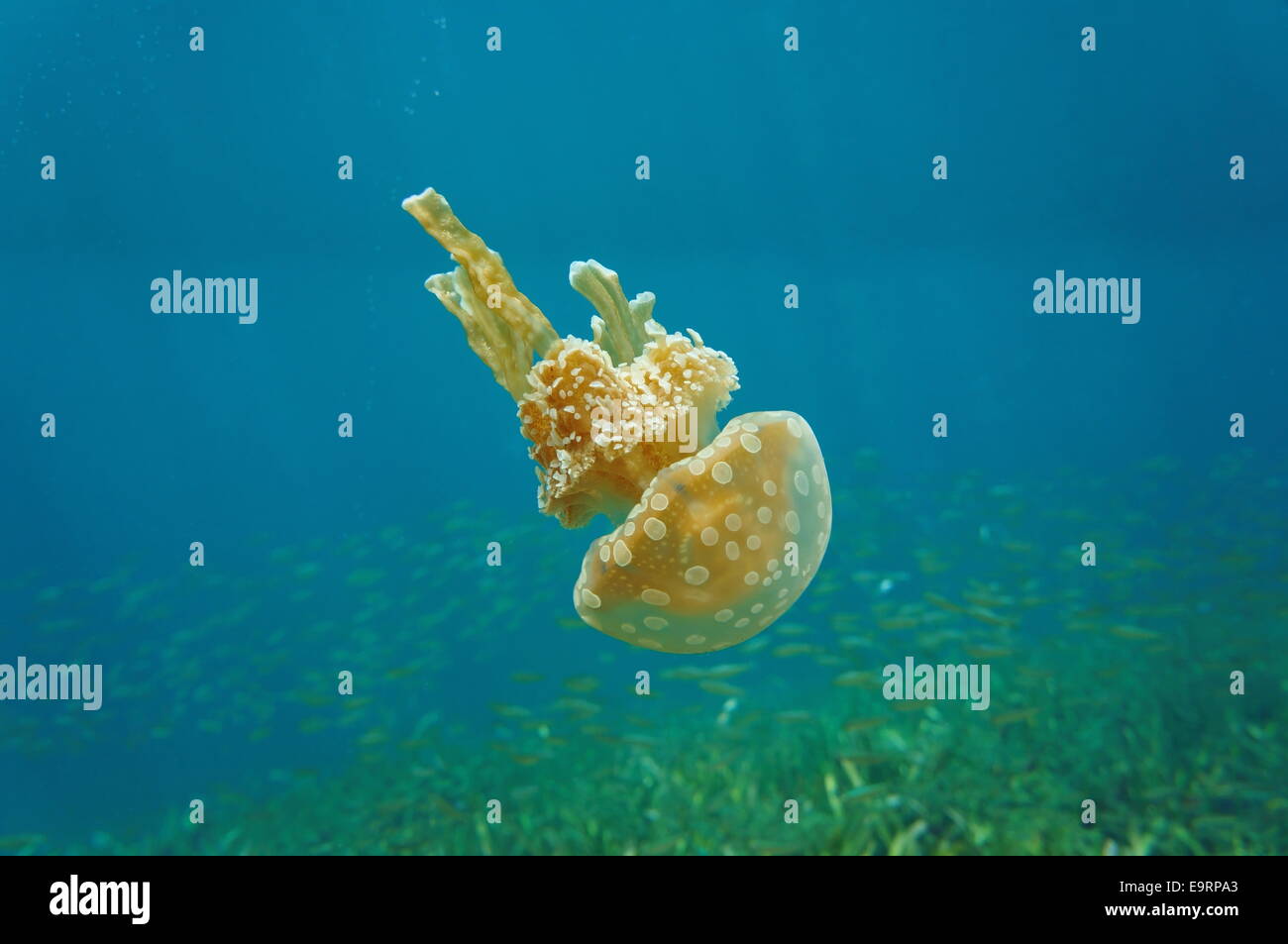 Spotted jelly, Mastigias jellyfish, invasive specie in the Caribbean sea, Bocas del Toro, Panama Stock Photo