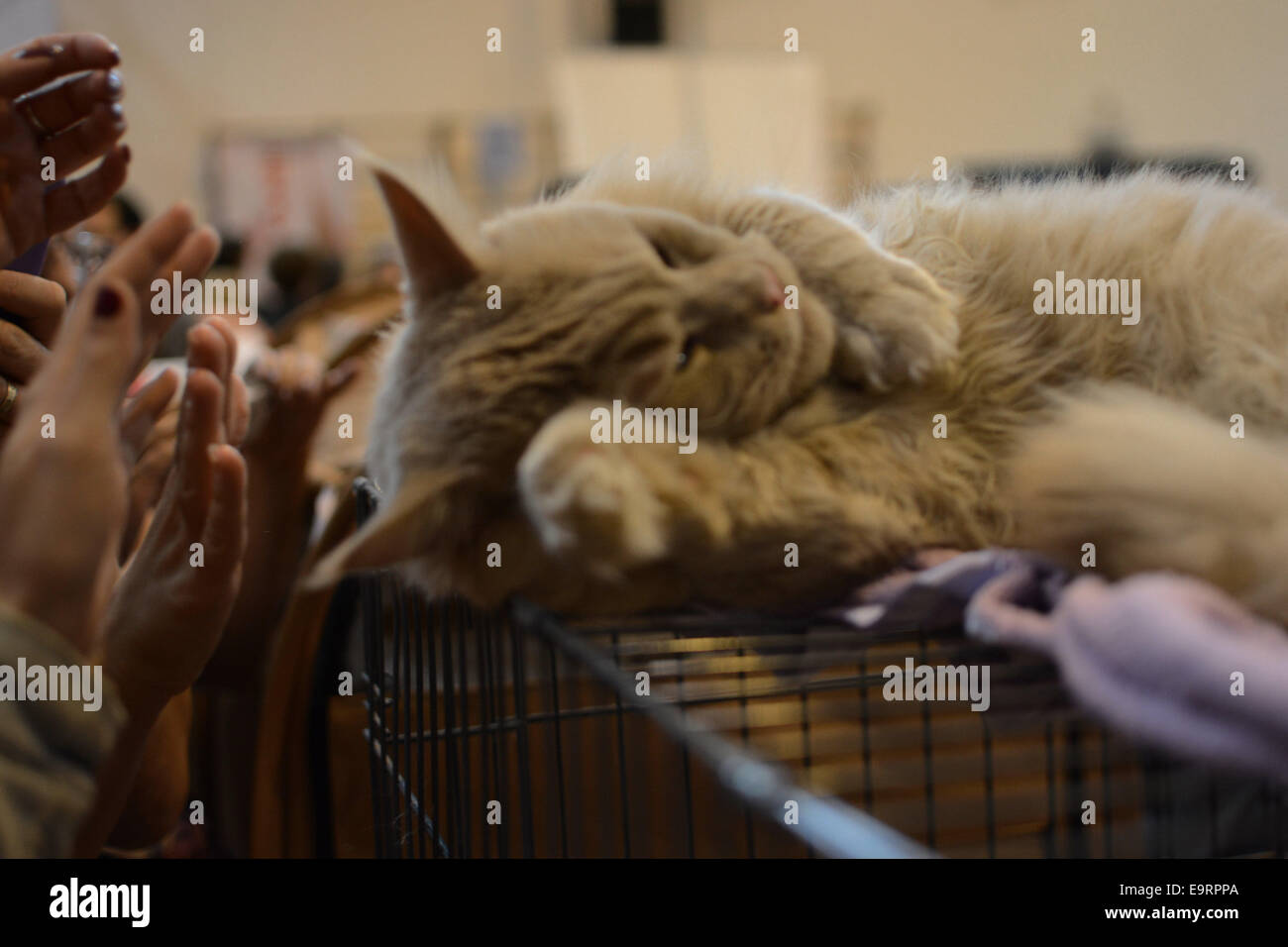 Israel . 1st November, 2014. The International Cat Show opened in