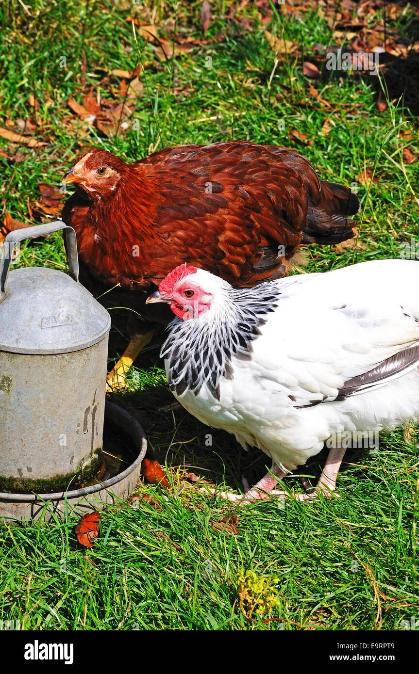 Two free range Light Sussex Bantams drinking water from a tin container