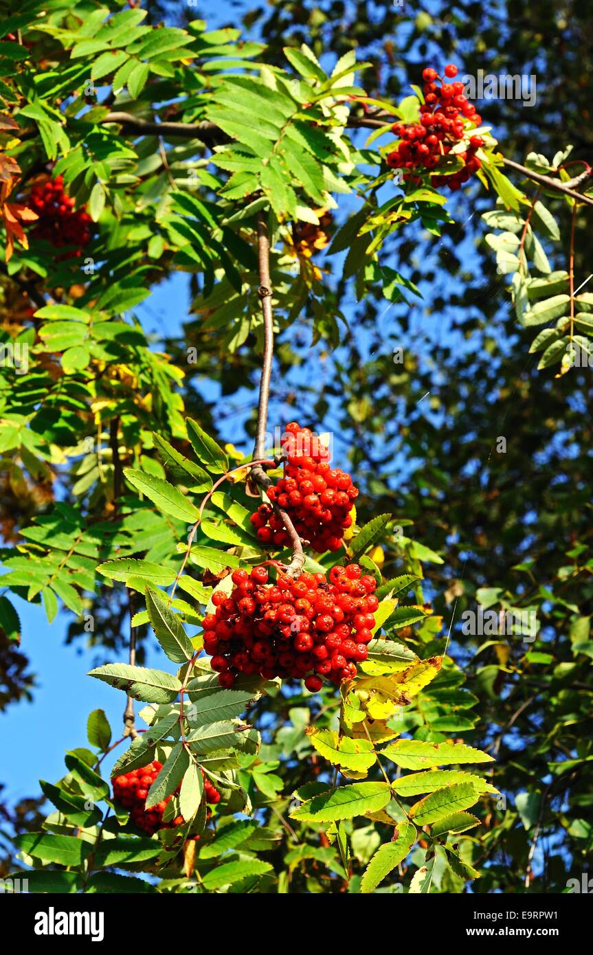 Rowan tree uk hires stock photography and images Alamy