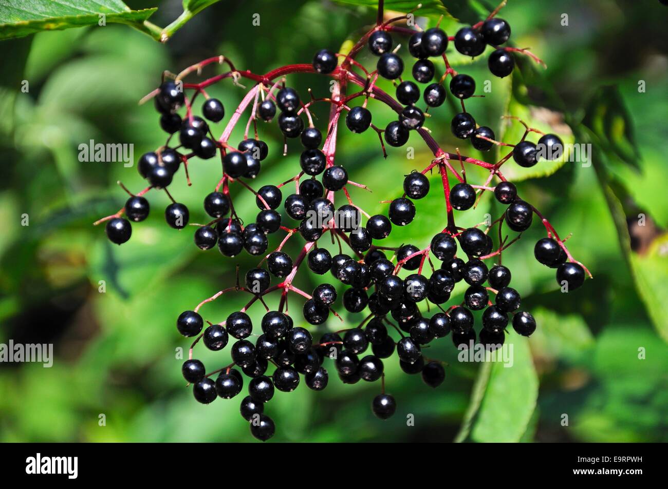 Elderberry tree hires stock photography and images Alamy