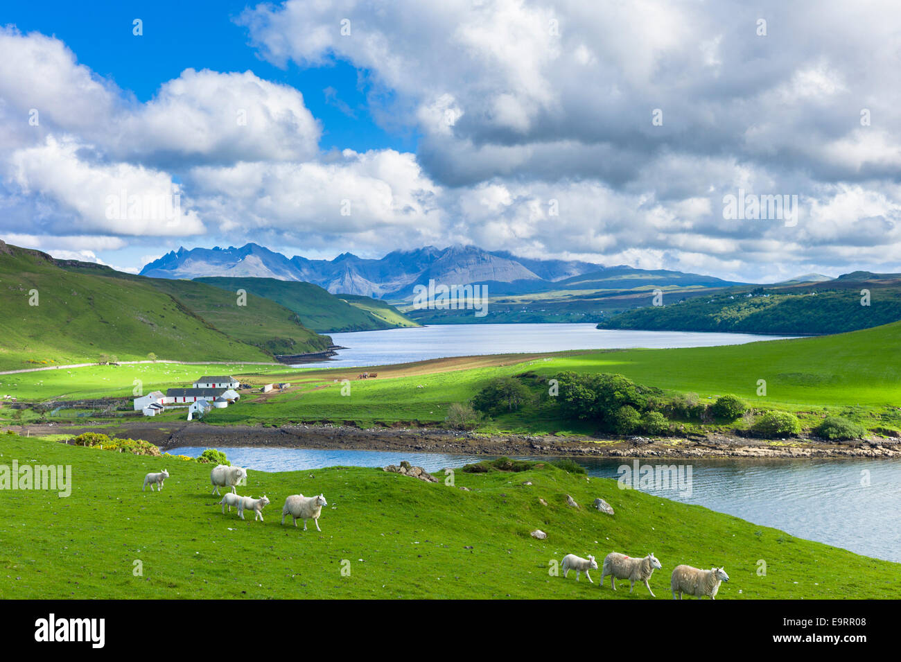 The Cuillin mountain range with croft farm, sheep and Loch Harport near Coillure on Isle of Skye in the Highlands and Islands of Stock Photo