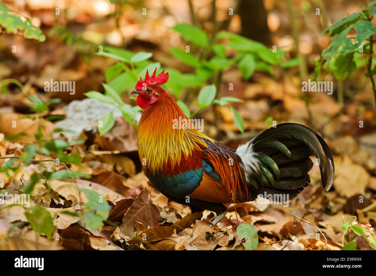 Red Indian Jungle Fowl, Corbett National Park, India Stock Photo Alamy