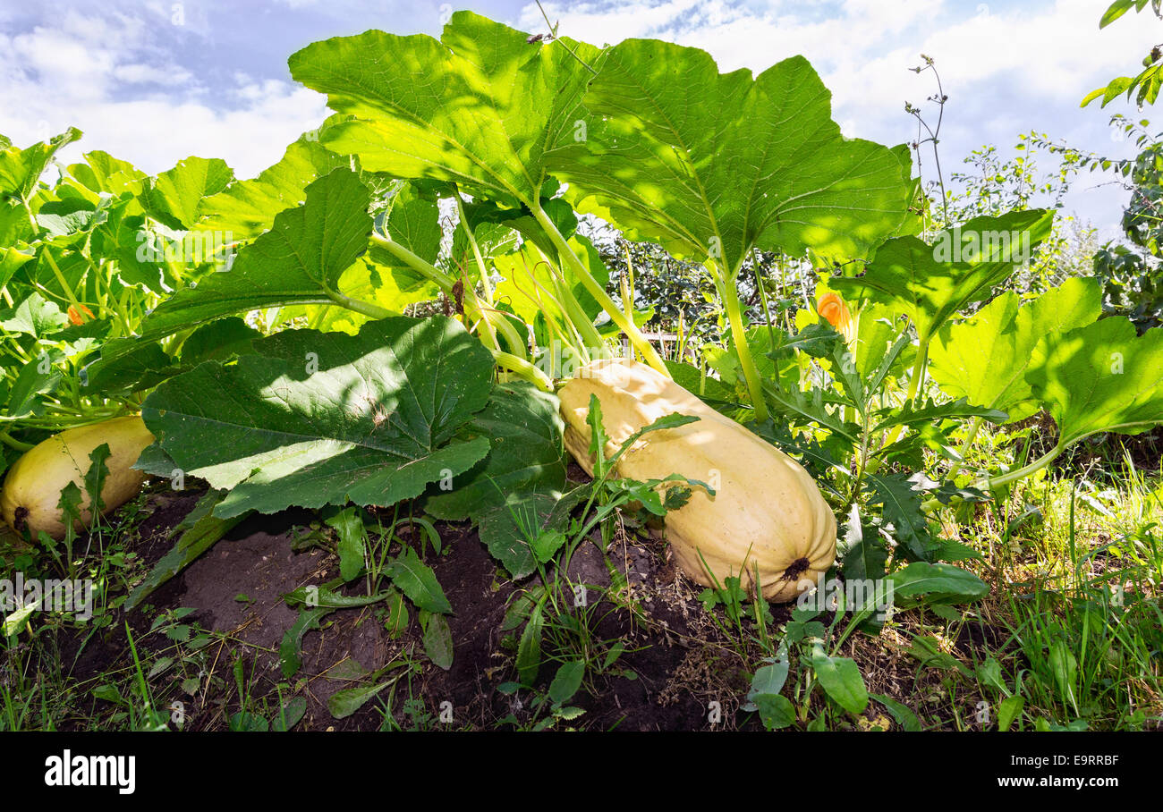Large yellow zucchini with green leaves growing in the garden of farmer