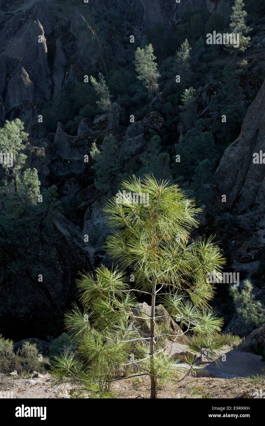 CA02374-00&hellip;CALIFORNIA - The Gabilan Range from the High Peaks Trail