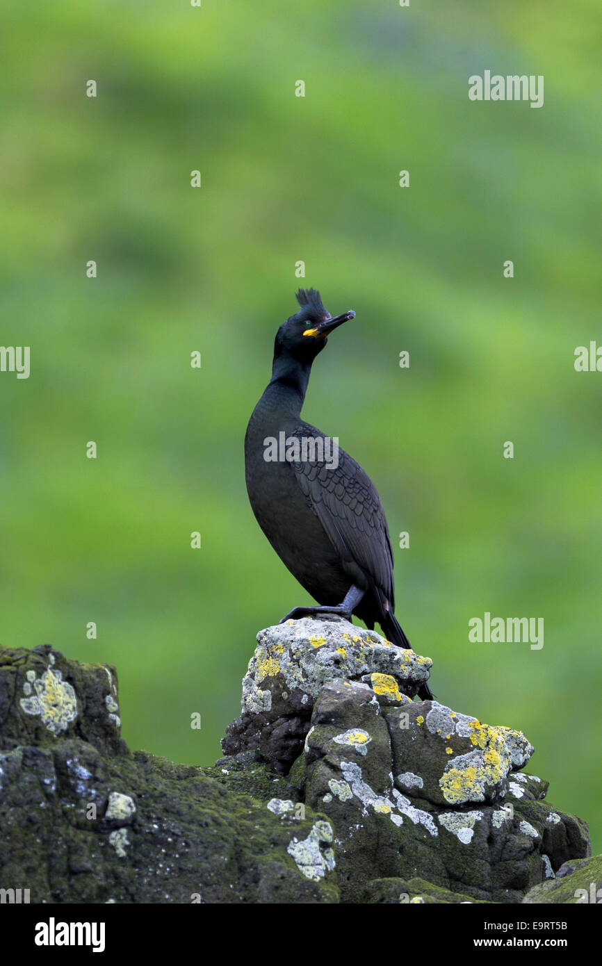 Shag coastal bird, Phalacrocorax aristotelis, on rocks on Isle of Canna part of the Inner Hebrides and Western Isles in West Coa Stock Photo