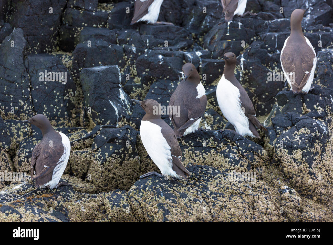 Endangered species Common Guillemot or Common Murre colony of seabirds, Uria aalge, endangered species of the aUK family (part o Stock Photo