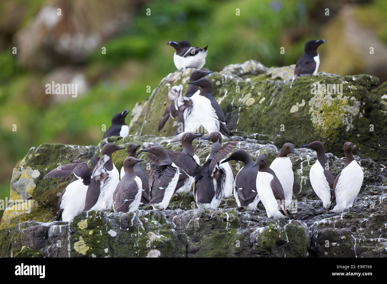 Endangered species Common Guillemot or Common Murre colony of seabirds, Uria aalge, of the aUK family (part of the order Charadr Stock Photo