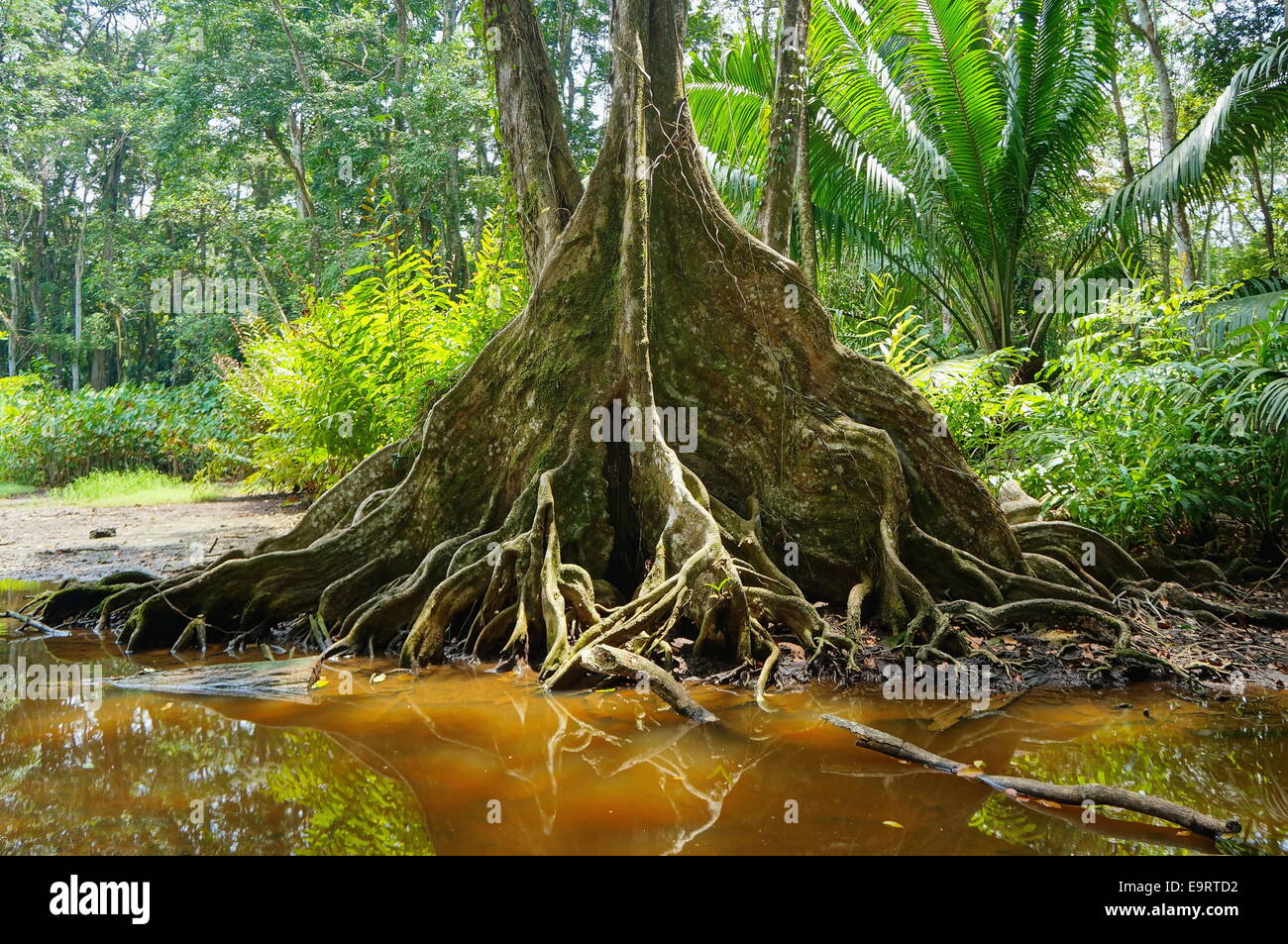 Tropical tree with buttress roots at the edge of a swamp in the jungle