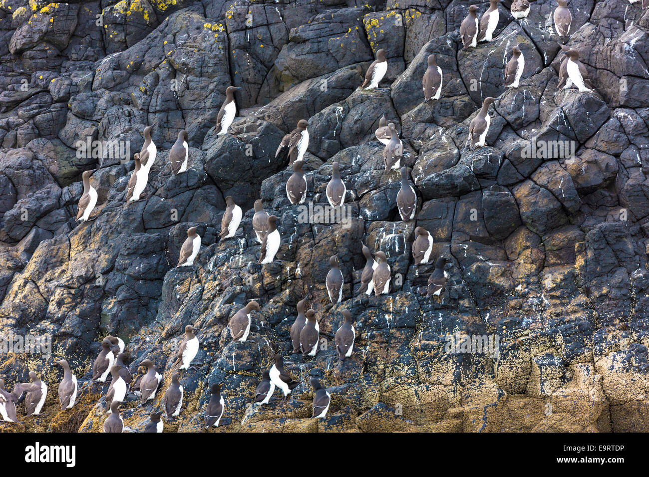 Endangered species Common Guillemot or Common Murre colony of seabirds, Uria aalge, of the aUK family (part of the order Charadr Stock Photo