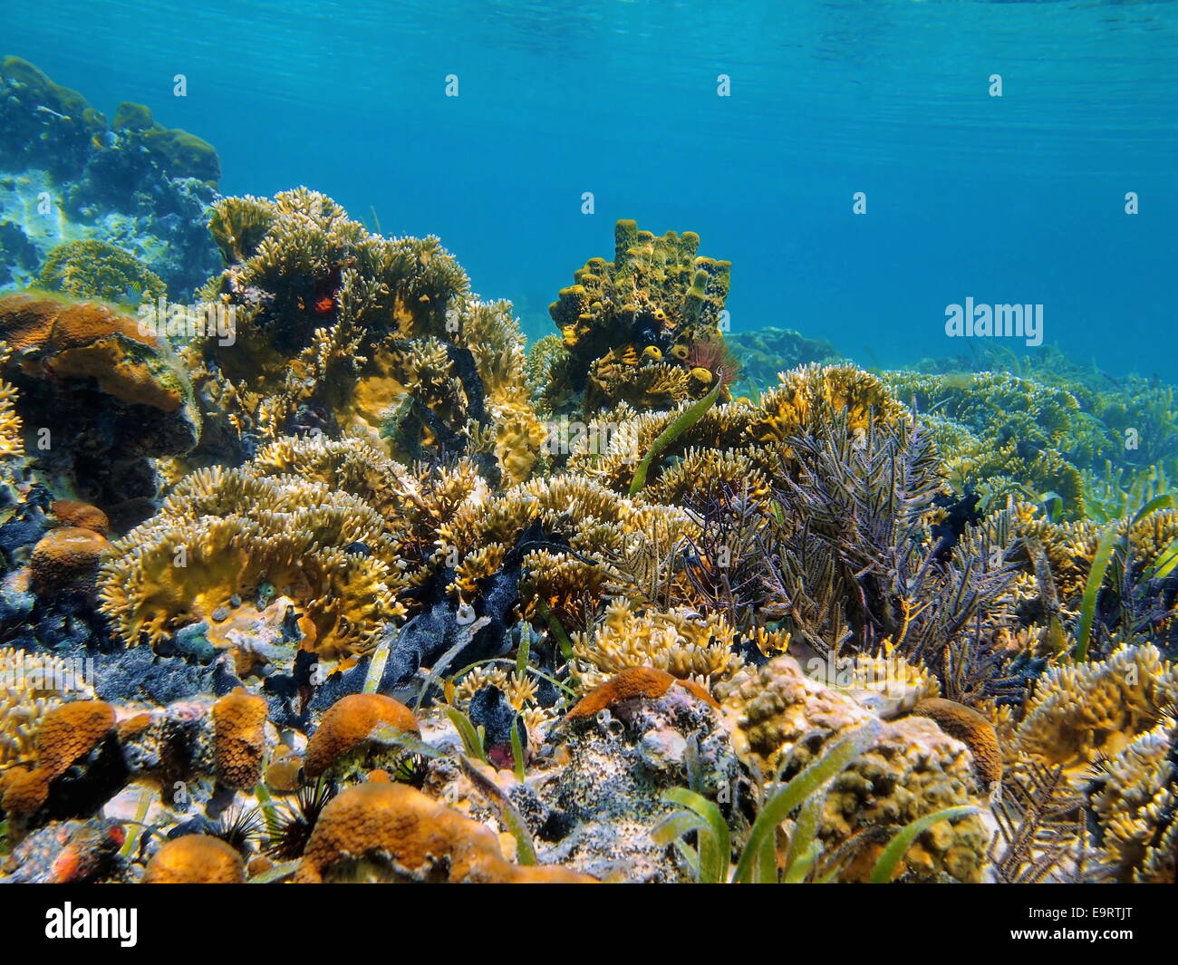 Underwater landscape in a shallow coral reef of the Caribbean sea Stock Photo