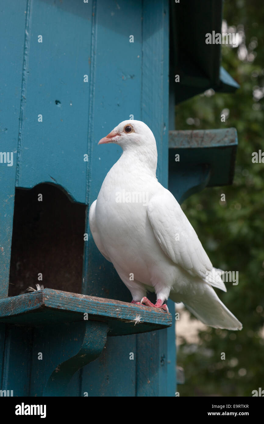 White dove perched at the entrance to an ornamental dovecote Stock