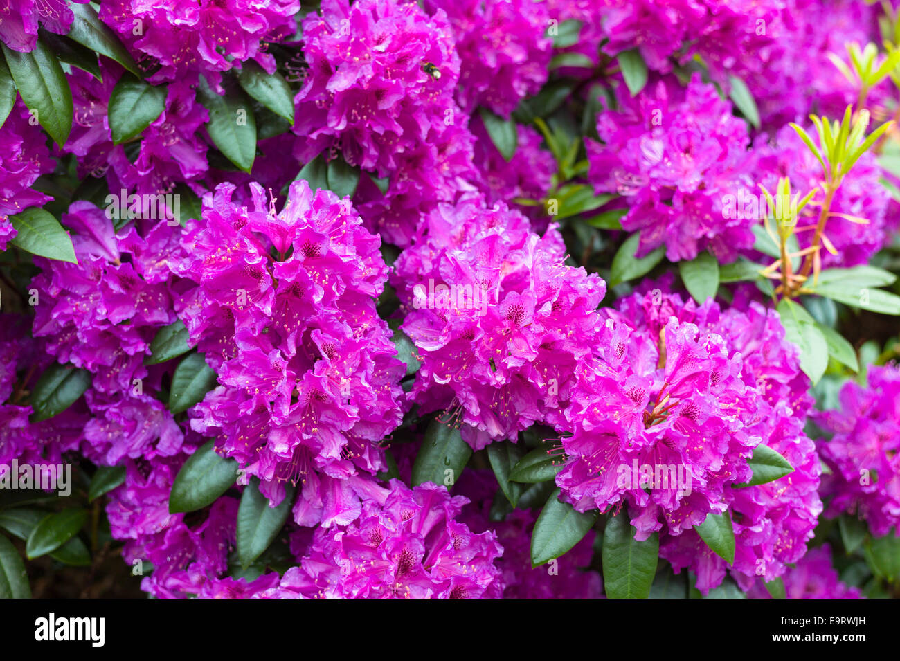 Rhododendron bush, Rhododendron ponticum an invasive ornamental species shrub of bright pink