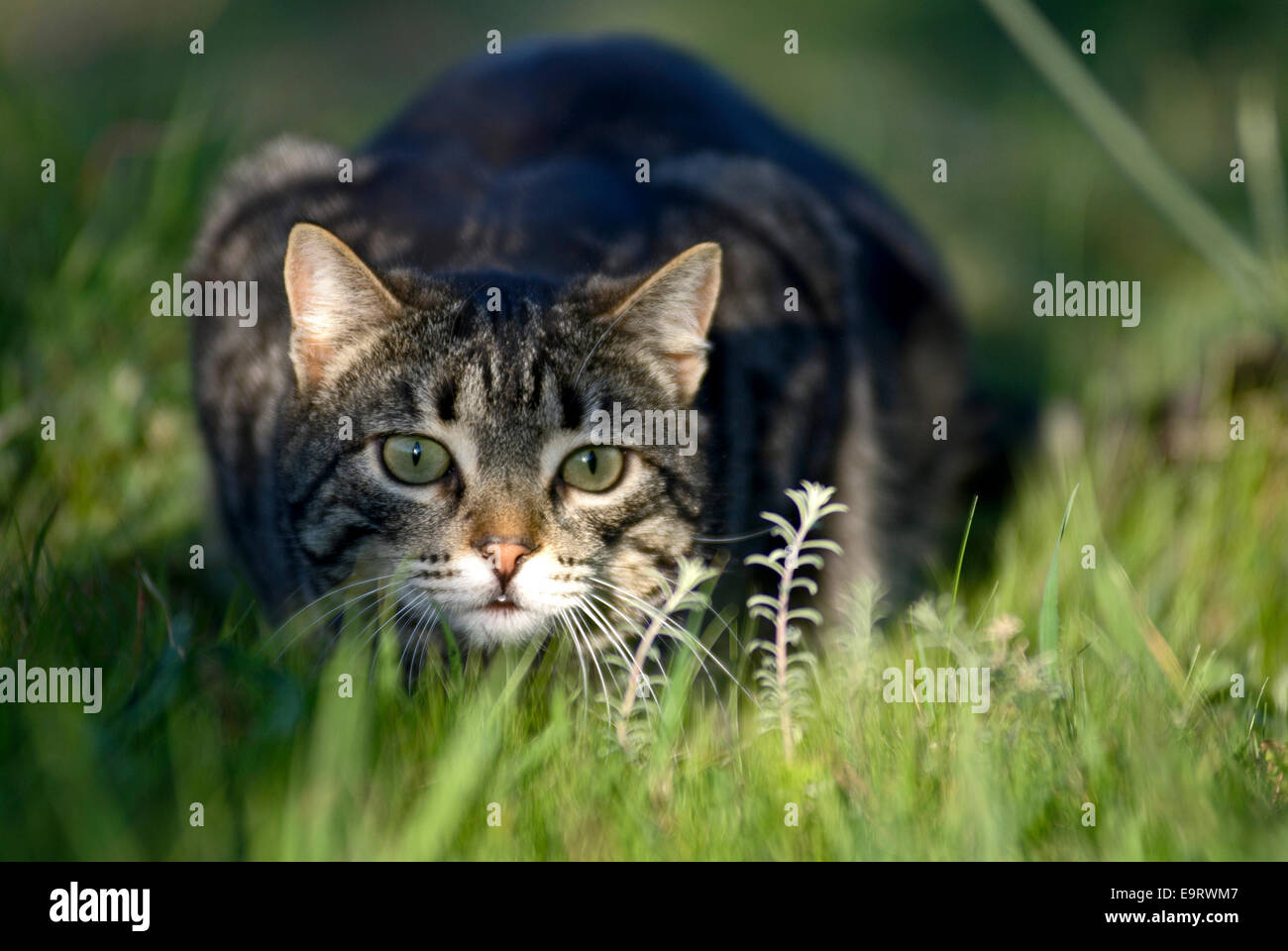 Domestic cat lurking in grass Stock Photo