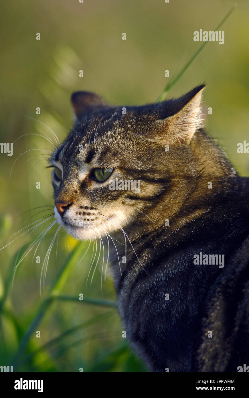 Portrait of a tabby cat in a meadow Stock Photo - Alamy
