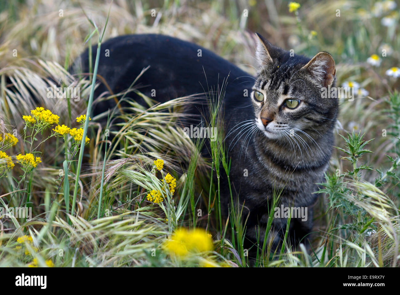 Domestic cat standing in summerly meadow Stock Photo