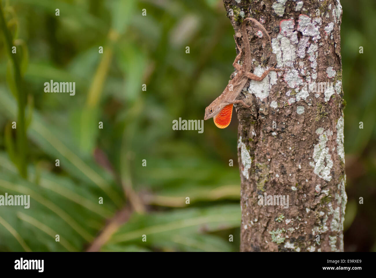 A Brown Anole Lizard clings to a tree trunk exposing its orange neck flap. Stock Photo