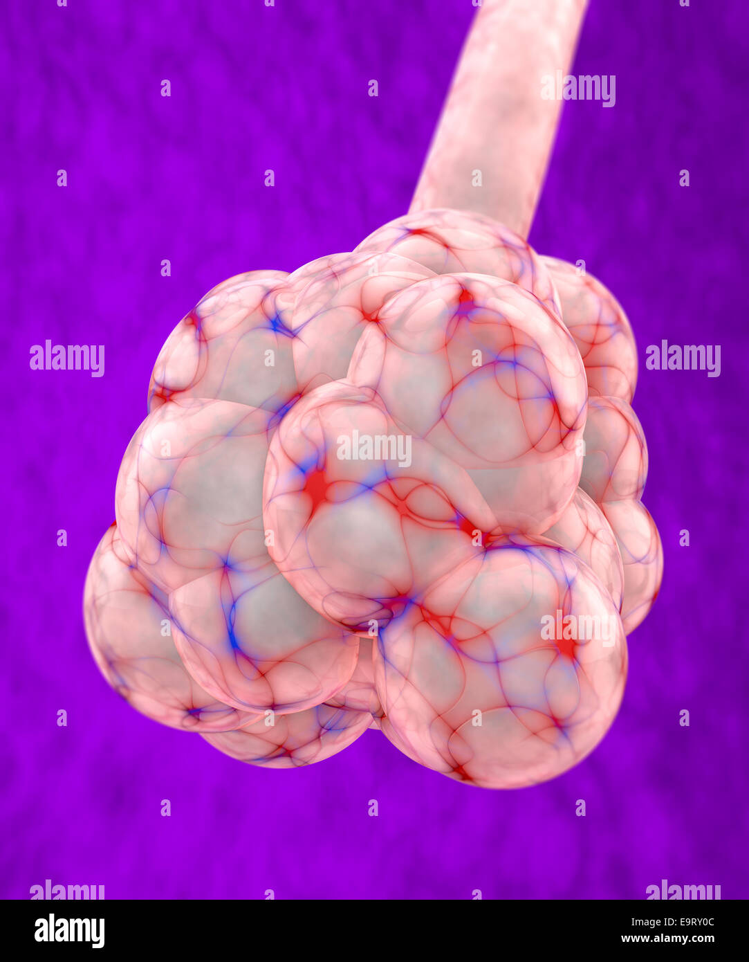 3d pulmonary alveolus on red background Stock Photo - Alamy